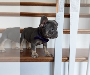 French Bulldog Puppy for Sale in BROOKLYN, New York USA