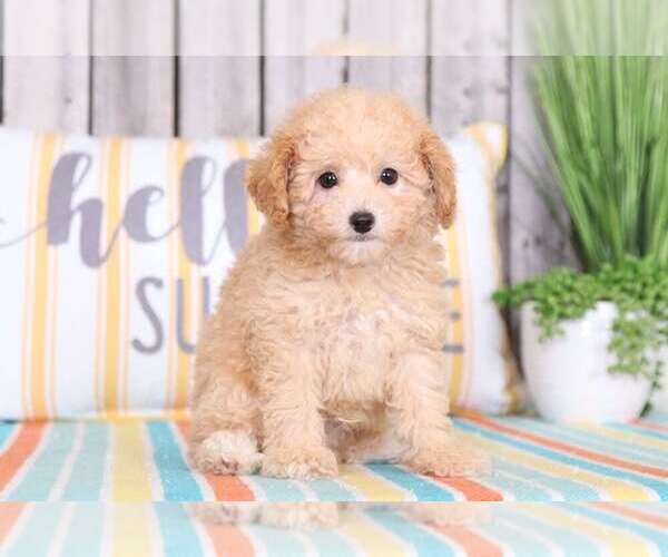 Medium Photo #1 Poodle (Toy) Puppy For Sale in MOUNT VERNON, OH, USA
