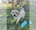 Small Photo #14 Golden Retriever Puppy For Sale in TOWNER, CO, USA