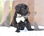 Small #7 Portuguese Water Dog