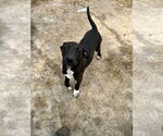 Small #1 Boxador