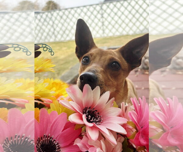 Medium Photo #5 Chihuahua Puppy For Sale in Sandy, UT, USA