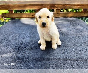 Goldendoodle Puppy for sale in LEON, KS, USA