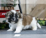 Puppy Olivia Shih Tzu