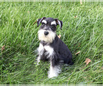 Jacob - Male Schnauzer (Miniature) Puppy for Sale - Photo #3