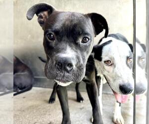 Bullboxer Pit Dogs for adoption in San Bernardino, CA, USA