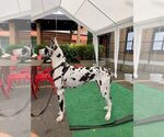 Small Photo #6 Great Dane Puppy For Sale in SALEM, OR, USA