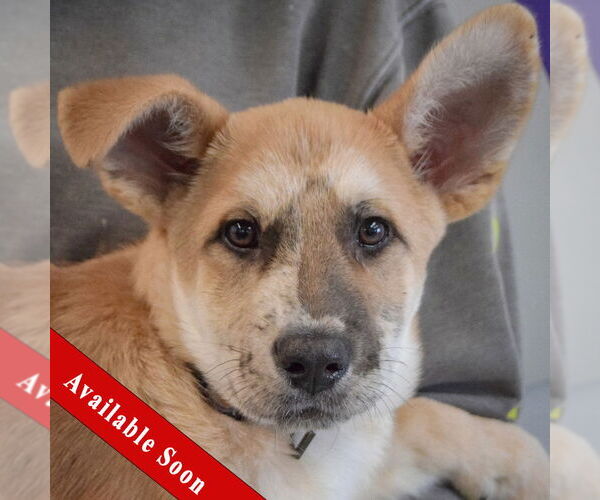 Medium Photo #1 Catahoula Leopard Dog-German Shepherd Dog Mix Puppy For Sale in Huntley, IL, USA