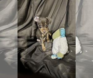 Miniature Pinscher Puppy for sale in EDWARDSBURG, MI, USA