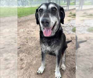 Labrador Retriever-Unknown Mix Dogs for adoption in Conroe, TX, USA