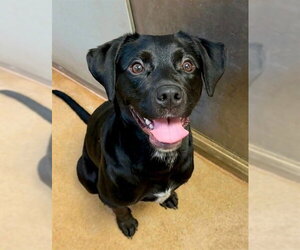 Mutt Dogs for adoption in Sacramento, CA, USA