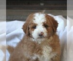 Small Photo #2 Miniature Bernedoodle Puppy For Sale in FREDERICKSBRG, PA, USA