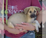 Small #1 Gerberian Shepsky