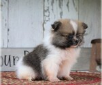 Small Photo #3 Pomeranian Puppy For Sale in FREDERICKSBG, OH, USA