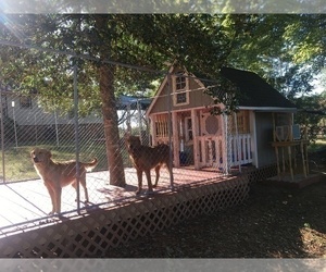 Father of the Golden Retriever puppies born on 09/14/2024