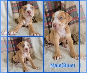 Catahoula Leopard Dog-Olde English Bulldogge Mix Puppy for sale in ELKINS, AR, USA