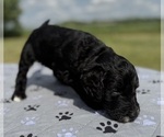 Small Photo #4 Goldendoodle Puppy For Sale in HOWARD CITY, MI, USA