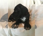 Small Photo #4 Great Dane Puppy For Sale in LAKE WALES, FL, USA