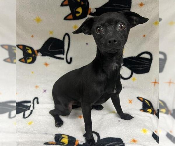 Medium Photo #1 Chihuahua Puppy For Sale in HESPERIA, CA, USA