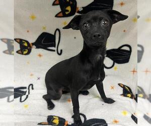 Chihuahua Dogs for adoption in HESPERIA, CA, USA