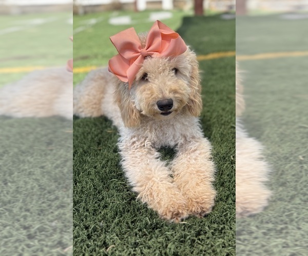 Medium Photo #5 Goldendoodle mix (+ Poodle Miniature) Puppy For Sale in MENIFEE, CA, USA