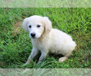 English Cream Golden Retriever Puppy for sale in BLOOMINGTON, IN, USA