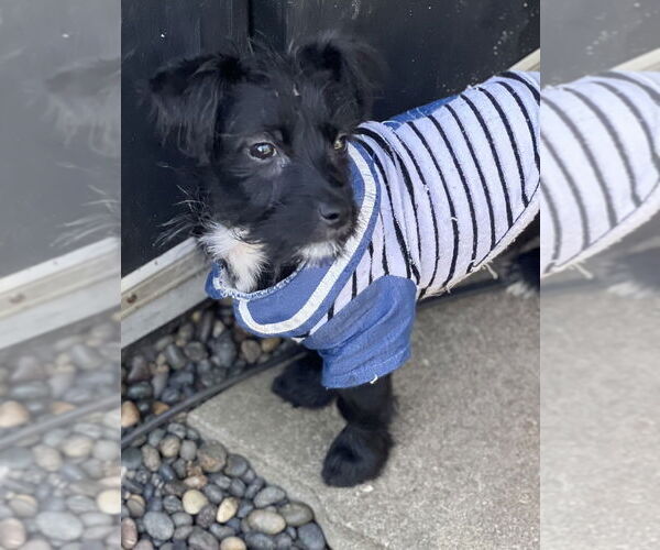 Medium Photo #3 Mutt Puppy For Sale in Dana Point, CA, USA