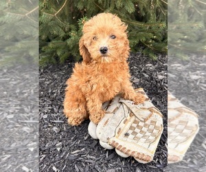 Goldendoodle (Miniature) Puppy for sale in MIDDLEBURY, IN, USA