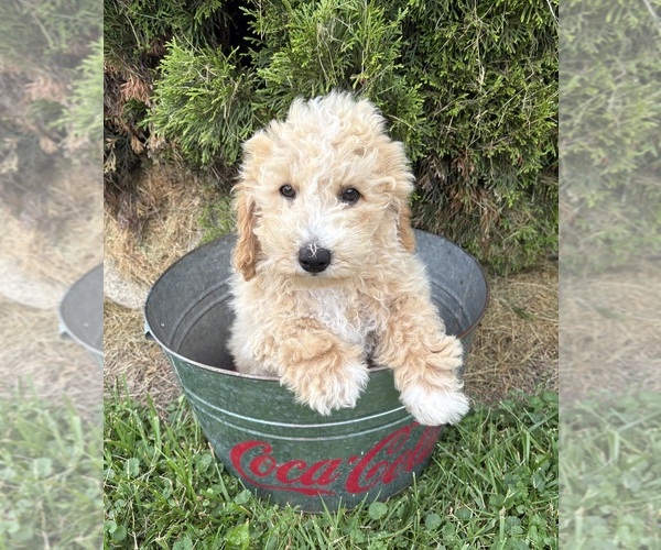 Medium Photo #3 Bichpoo Puppy For Sale in MIDDLEBURY, IN, USA