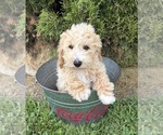 Small #2 Bichpoo
