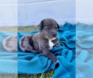 Australian Shepherd-Catahoula Leopard Dog Mix Dogs for adoption in OKLAHOMA CITY, OK, USA