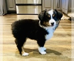 Puppy 2 Miniature Australian Shepherd