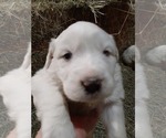 Small Photo #3 Great Pyrenees Puppy For Sale in RONAN, MT, USA