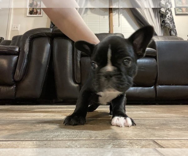 Medium Photo #18 French Bulldog Puppy For Sale in HOPE MILLS, NC, USA