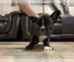 Small Photo #18 French Bulldog Puppy For Sale in HOPE MILLS, NC, USA