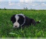 Small #2 Border Collie