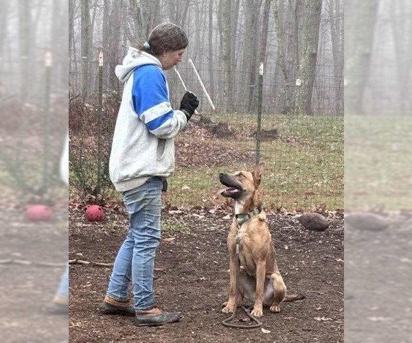 Medium Photo #6 American Pit Bull Terrier-German Shepherd Dog Mix Puppy For Sale in Rustburg, VA, USA