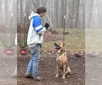 Small #5 American Pit Bull Terrier-German Shepherd Dog Mix
