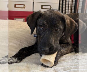Plott Hound-Unknown Mix Dogs for adoption in Wakefield, RI, USA