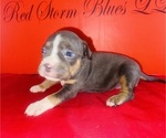 Small #1 American Bully