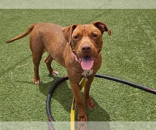 Medium Photo #1 American Pit Bull Terrier-Unknown Mix Puppy For Sale in Las Vegas, NV, USA