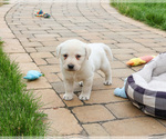 Small #5 Labrador Retriever