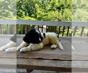 Newfoundland Puppy for Sale in ROCKVILLE, Indiana USA
