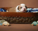 Small #16 Olde English Bulldogge