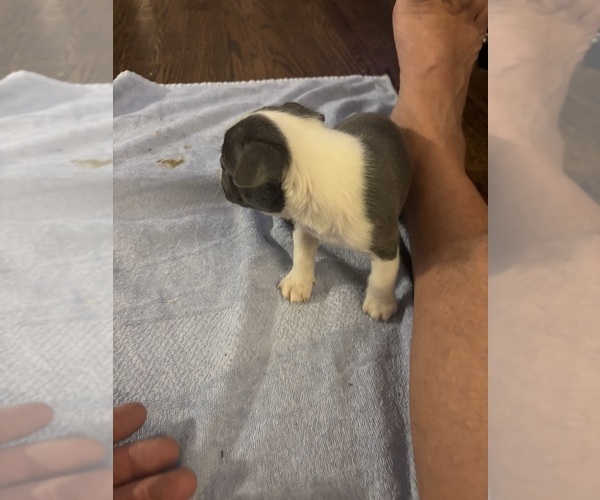 Medium Photo #2 Boston Terrier Puppy For Sale in HOWELL, NJ, USA