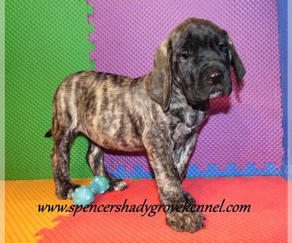 Medium Photo #4 Mastiff Puppy For Sale in CABOOL, MO, USA