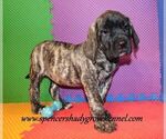 Small #3 Mastiff