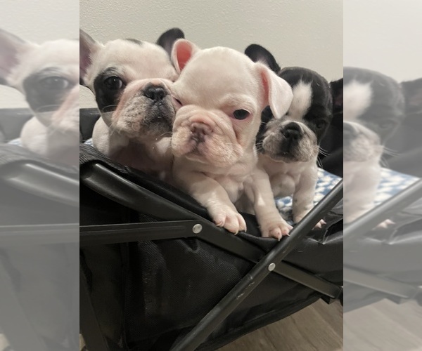 Medium Photo #5 French Bulldog Puppy For Sale in ARLETA, CA, USA