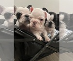 Small #4 French Bulldog