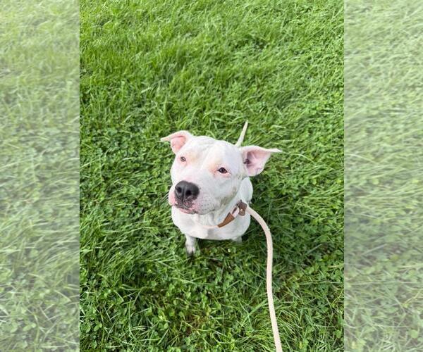 Medium Photo #2 American Staffordshire Terrier-Eurasier Mix Puppy For Sale in Front Royal, VA, USA